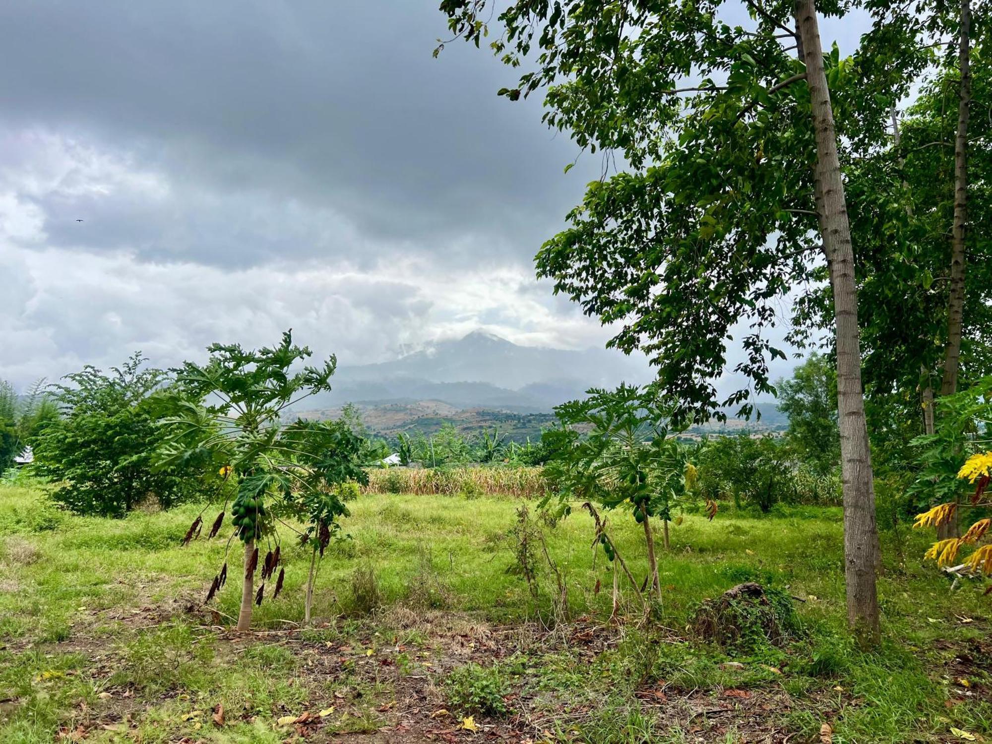 Pohon Purba Resort & Restaurant Labuhan Pandan ภายนอก รูปภาพ