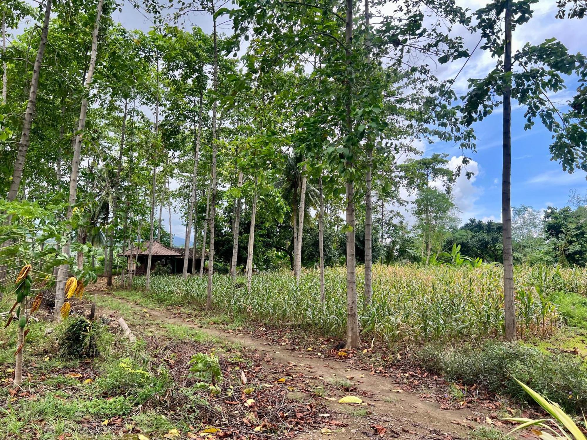 Pohon Purba Resort & Restaurant Labuhan Pandan ภายนอก รูปภาพ